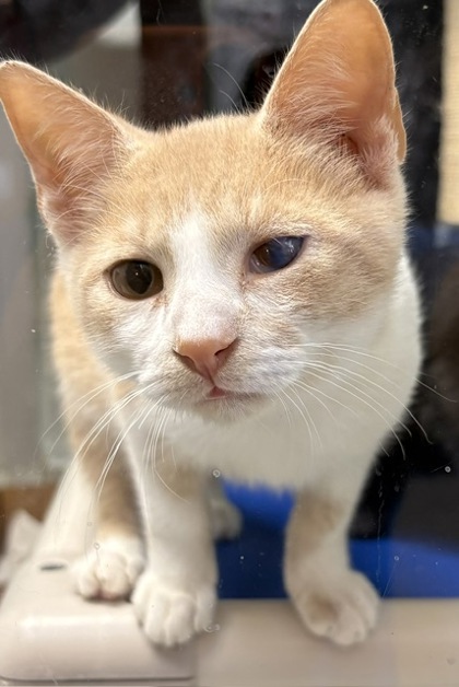 BAKED BEAN - Domestic Shorthair / Mix available for adoption