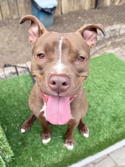 EARL - Pit Bull Terrier / Mix available for adoption