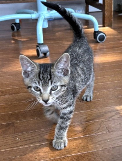 CAKE POP - Domestic Shorthair / Mix available for adoption