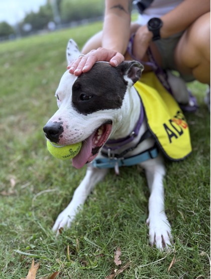 ANGELICA - Mixed Breed, Medium (up to 44 lbs fully grown) / Mix available for adoption