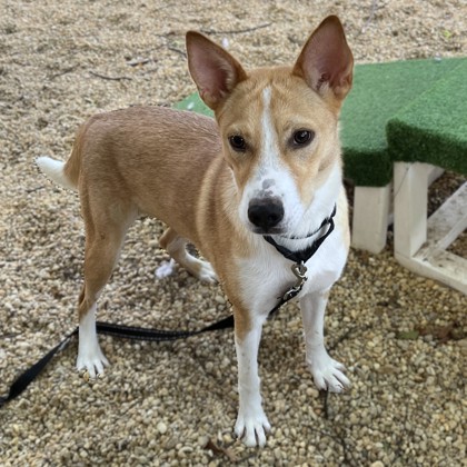 LITTLE BO PEEP - Australian Cattle Dog / Mix available for adoption