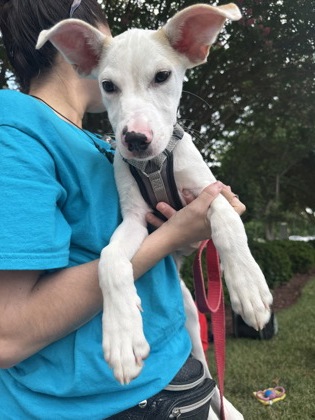 CHEN - Mixed Breed, Medium (up to 44 lbs fully grown) / Mix available for adoption