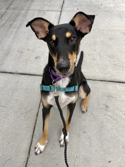 BAXTER - Shepherd / Mix available for adoption