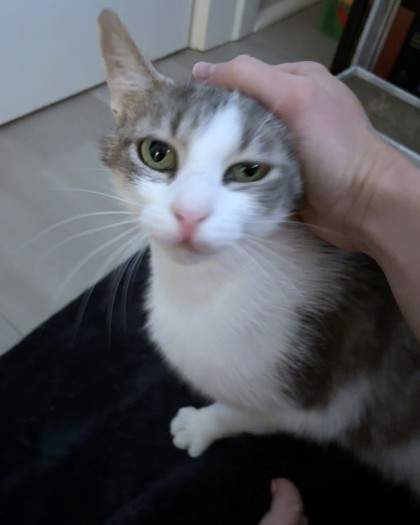 MJ (MOTHER JONES) - Domestic Shorthair / Mix available for adoption