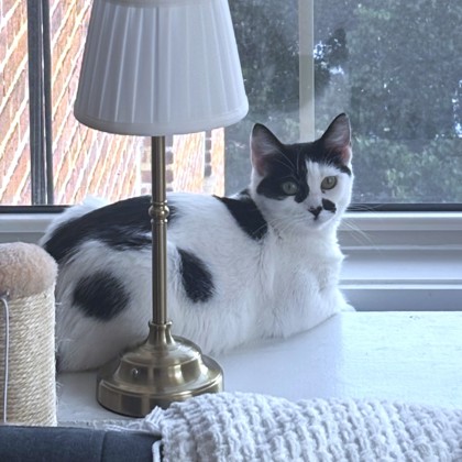 UNIQUA - Domestic Shorthair / Mix available for adoption