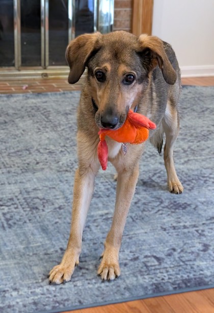 IRIS - Shepherd / Mix available for adoption