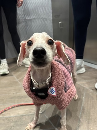 BAILEY - Miniature Poodle / Mix available for adoption