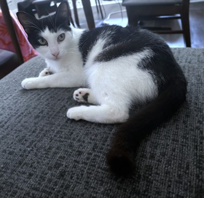 BLUEY - Domestic Shorthair / Mix available for adoption