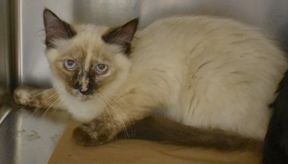 52fbe930-dc3f-4739-9da0-