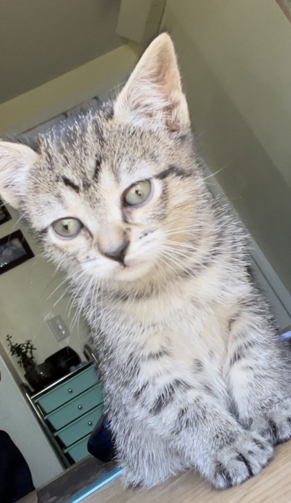 barn cats for adoption oregon