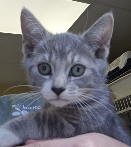 HOODY - I AM AT PETSMART FRAMINGHAM - Domestic Shorthair / Mix available for adoption