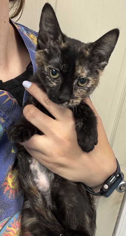 HOPE - I AM AT PETSMART FRAMINGHAM - Domestic Shorthair / Mix available for adoption