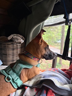 TINKERBELLE - IN FOSTER (CALL TO SCHEDULE A MEET) - German Shepherd / Mix available for adoption
