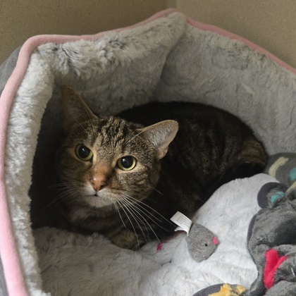 MISTY - Domestic Shorthair / Mix for adoption in Worcester