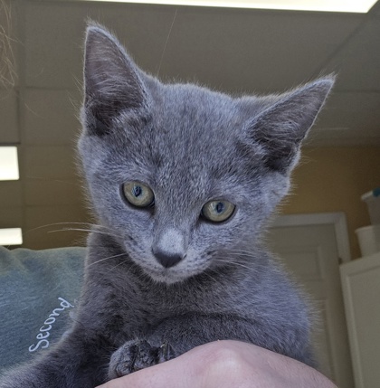 CASHMERE - I AM AT PETSMART NORTHBOROUGH - Domestic Shorthair / Mix available for adoption