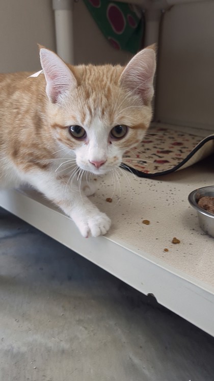 KRISTOFER - I AM AT PETSMART NORTHBOROUGH - Domestic Shorthair / Mix available for adoption