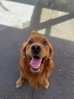 DUKE - Golden Retriever / Mix available for adoption