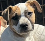 BUTTERCUP - Boxer / Mix available for adoption