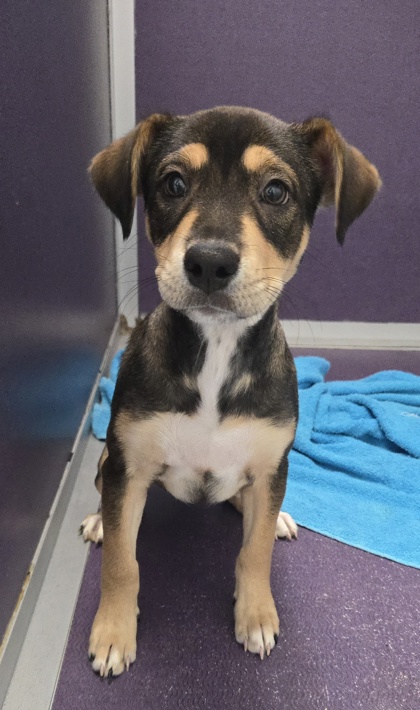 LEXIE - Retriever / Shepherd for adoption in Worcester