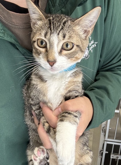 ZIPPY - I AM AT PETSMART FRAMINGHAM - Domestic Shorthair / Mix available for adoption