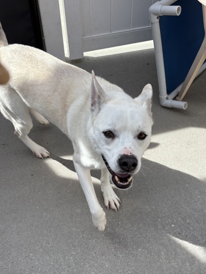 SUZIE (FKA CRICKET) - Siberian Husky / Mix for adoption in Worcester