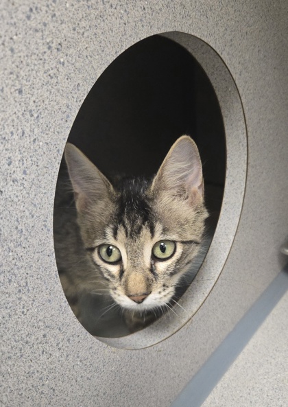 PENNY - I AM AT PETSMART NORTHBOROUGH - Domestic Longhair / Mix available for adoption