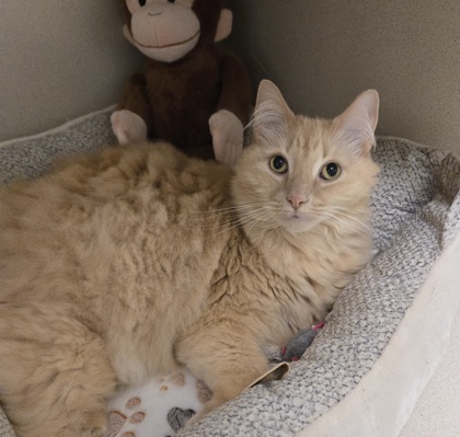 MAX - Domestic Longhair / Mix available for adoption