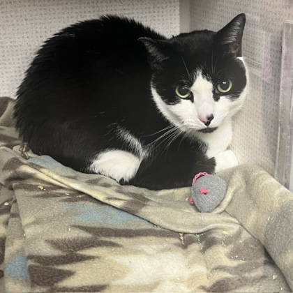 COWBOY - Domestic Longhair / Mix available for adoption