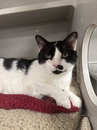 BONJOURNO - Domestic Shorthair / Mix available for adoption