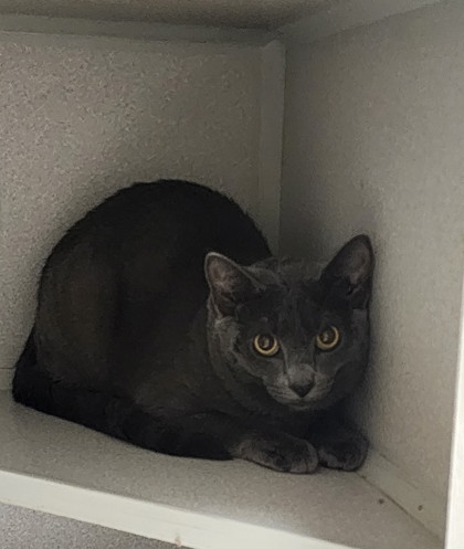 MIDNIGHT- I AM AT PETSMART FRAMINGHAM