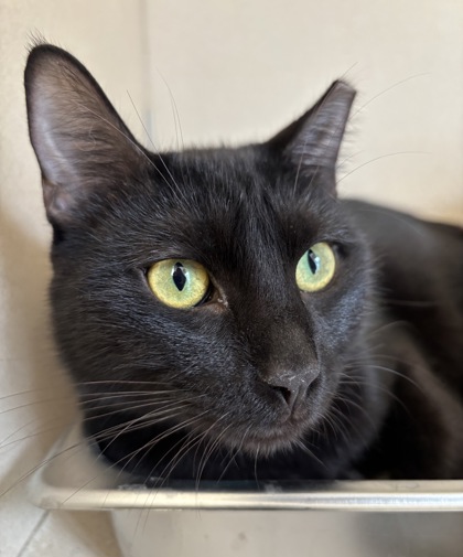 BOWEN - I AM AT PETSMART NORTHBOROUGH - Domestic Shorthair / Mix available for adoption