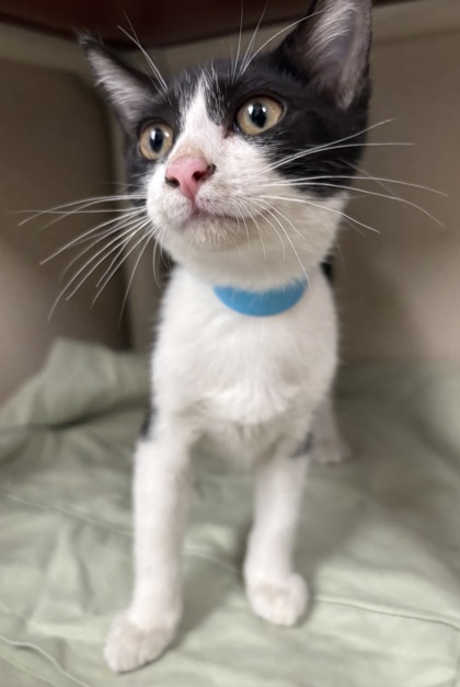 EBONY - I AM AT PETSMART FRAMINGHAM - Domestic Shorthair / Mix available for adoption