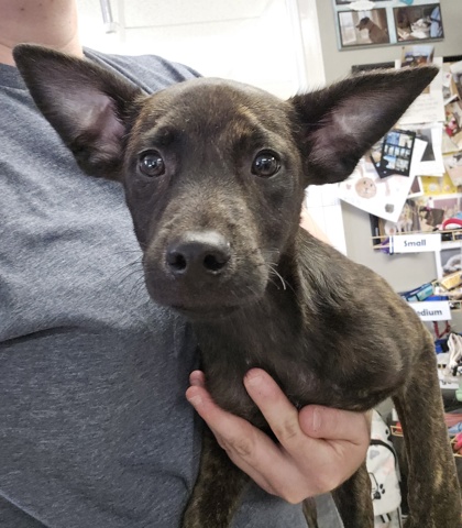 OSIRIS - Mixed Breed, Large (over 44 lbs fully grown) / Mix available for adoption