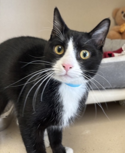 MJ - Domestic Shorthair / Mix available for adoption
