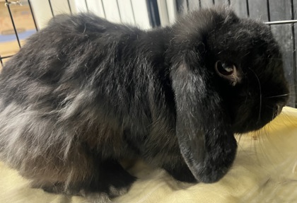 ACORN - Holland Lop / Dutch available for adoption