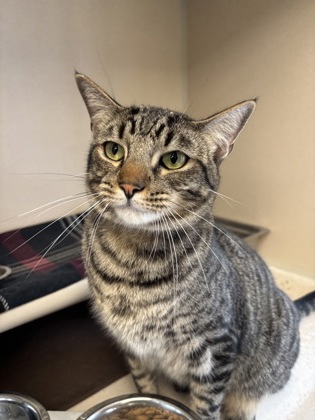BRADLEY - I AM AT PETSMART FRAMINGHAM - Domestic Shorthair / Mix available for adoption