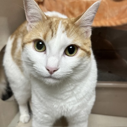 MILA & MILES BONDED PAIR - Domestic Shorthair / Mix for adoption in Worcester