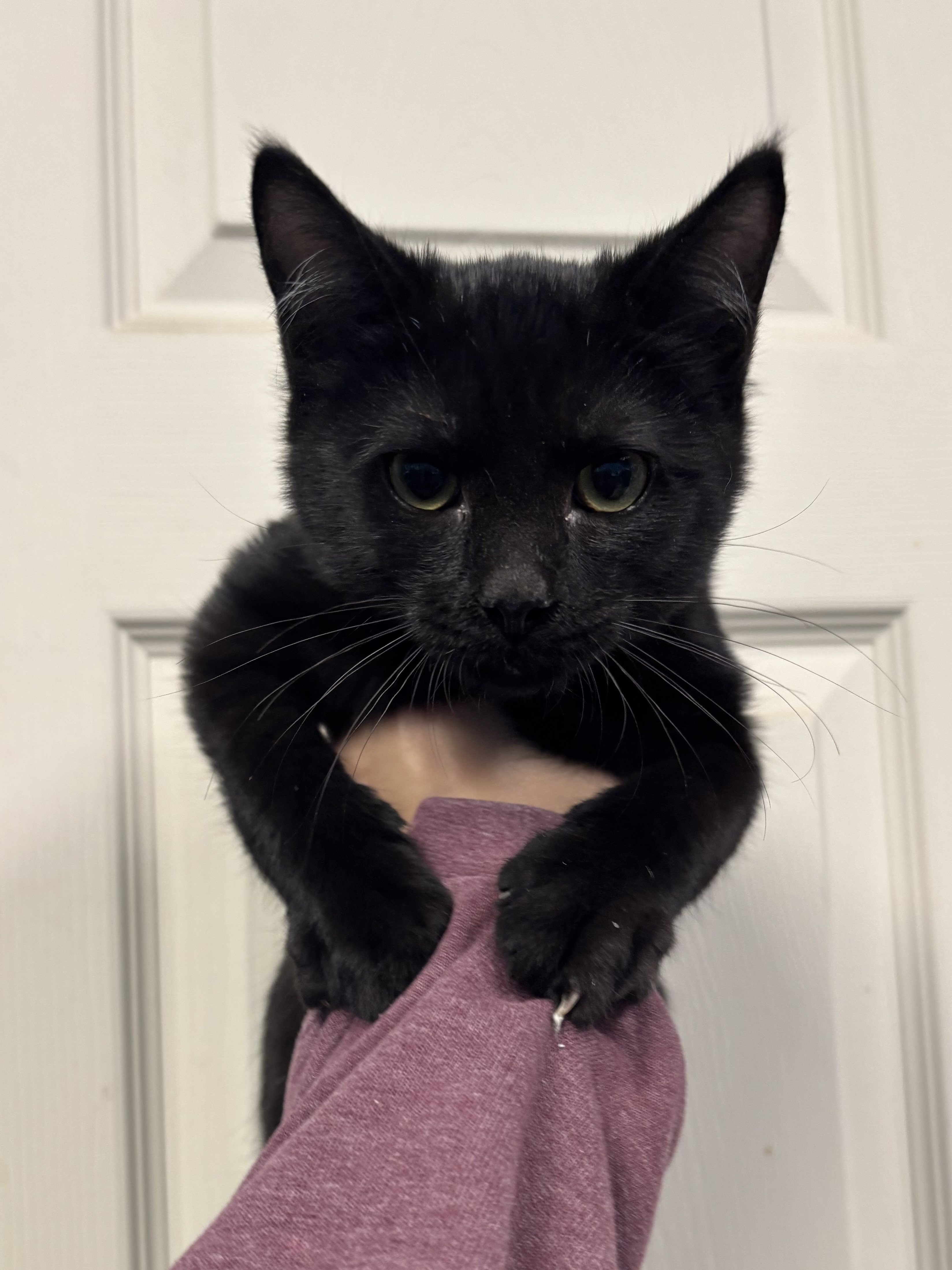 DRAGON FRUIT - I AM AT PETSMART NORTHBOROUGH - Domestic Shorthair / Mix available for adoption