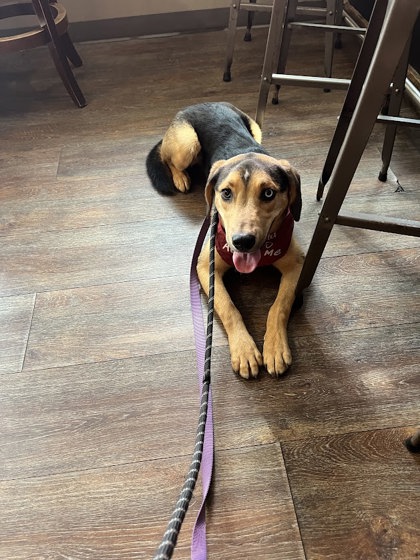 MEEKO - Hound / Mix available for adoption