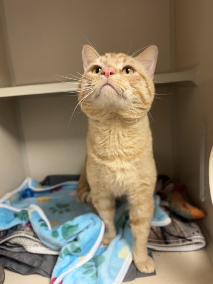 OLIVER - Domestic Shorthair / Mix available for adoption