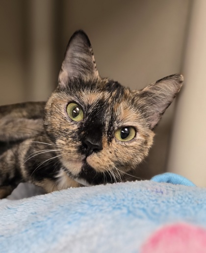 HARLEY/QUINN - BONDED PAIR @ PS FRAMINGHAM - Domestic Shorthair / Mix available for adoption