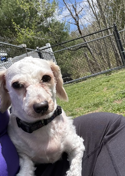 KHALEESI - Maltese / Mix available for adoption