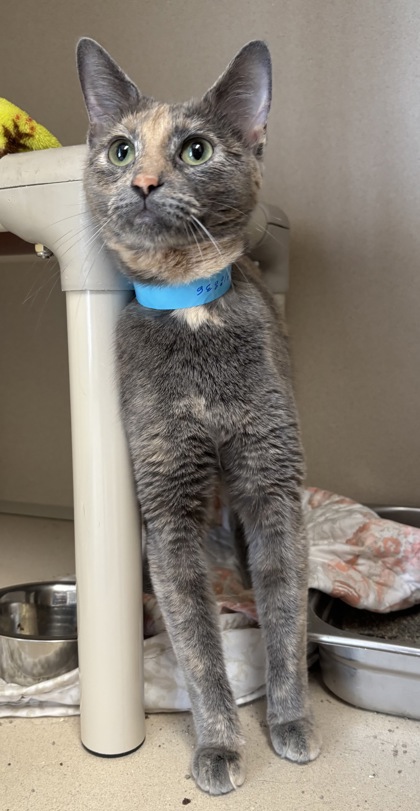 PUMPKIN - I AM AT PETSMART FRAMINGHAM - Domestic Shorthair / Mix available for adoption