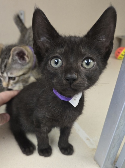 KISSIMMEE - I AM AT PETSMART NORTHBORO - Domestic Shorthair / Mix available for adoption