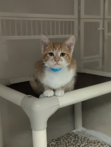 MARK - I AM AT PETSMART NORTHBOROUGH - Domestic Shorthair / Mix available for adoption