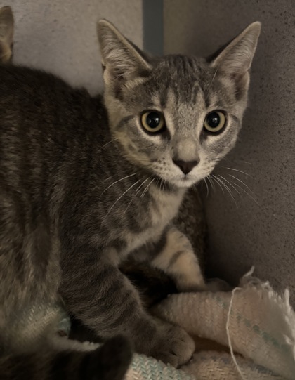 AANG - I AM AT PETSMART NORTHBOROUGH - Domestic Shorthair / Mix available for adoption