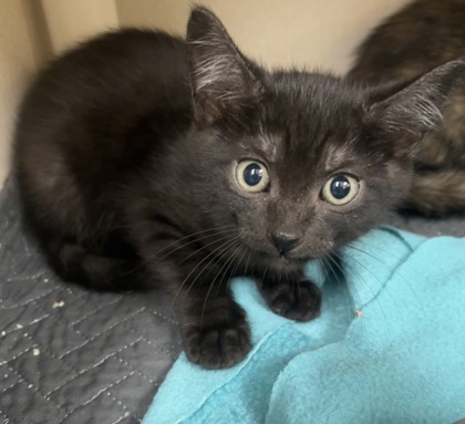 WALKER- I AM AT PETSMART NORTHBOROUGH