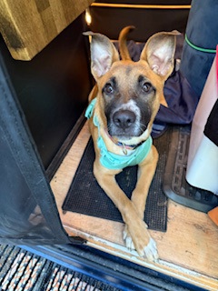 TINKERBELLE - IN FOSTER (CALL TO SCHEDULE A MEET) - German Shepherd / Mix for adoption in Worcester