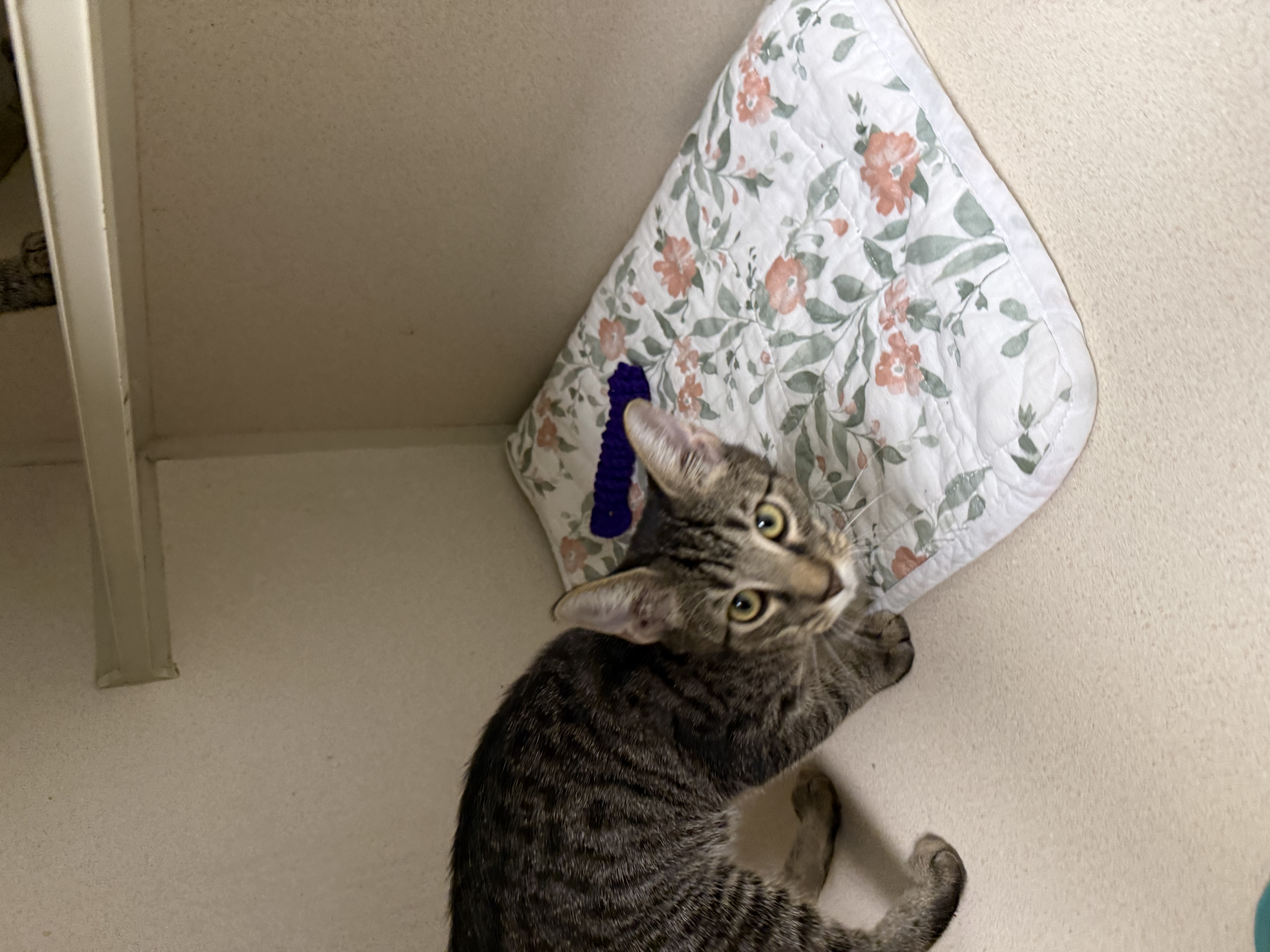 BARREL - Domestic Shorthair / Mix available for adoption