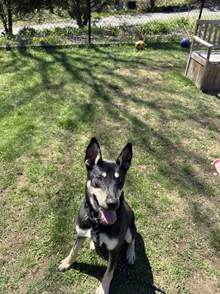QUICK SILVER - Shepherd / Mix available for adoption
